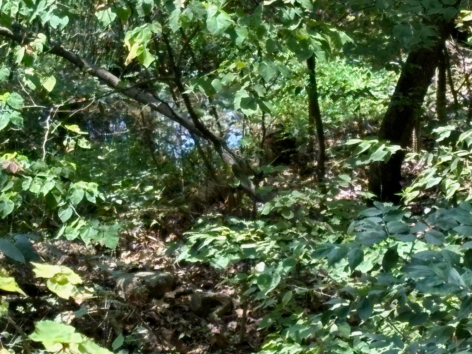 Image for 6.48 +/- Acre Land Parcel w/430' +/- of Passage Creek Frontage in Warren County, VA--ONLINE ONLY BIDDING!!