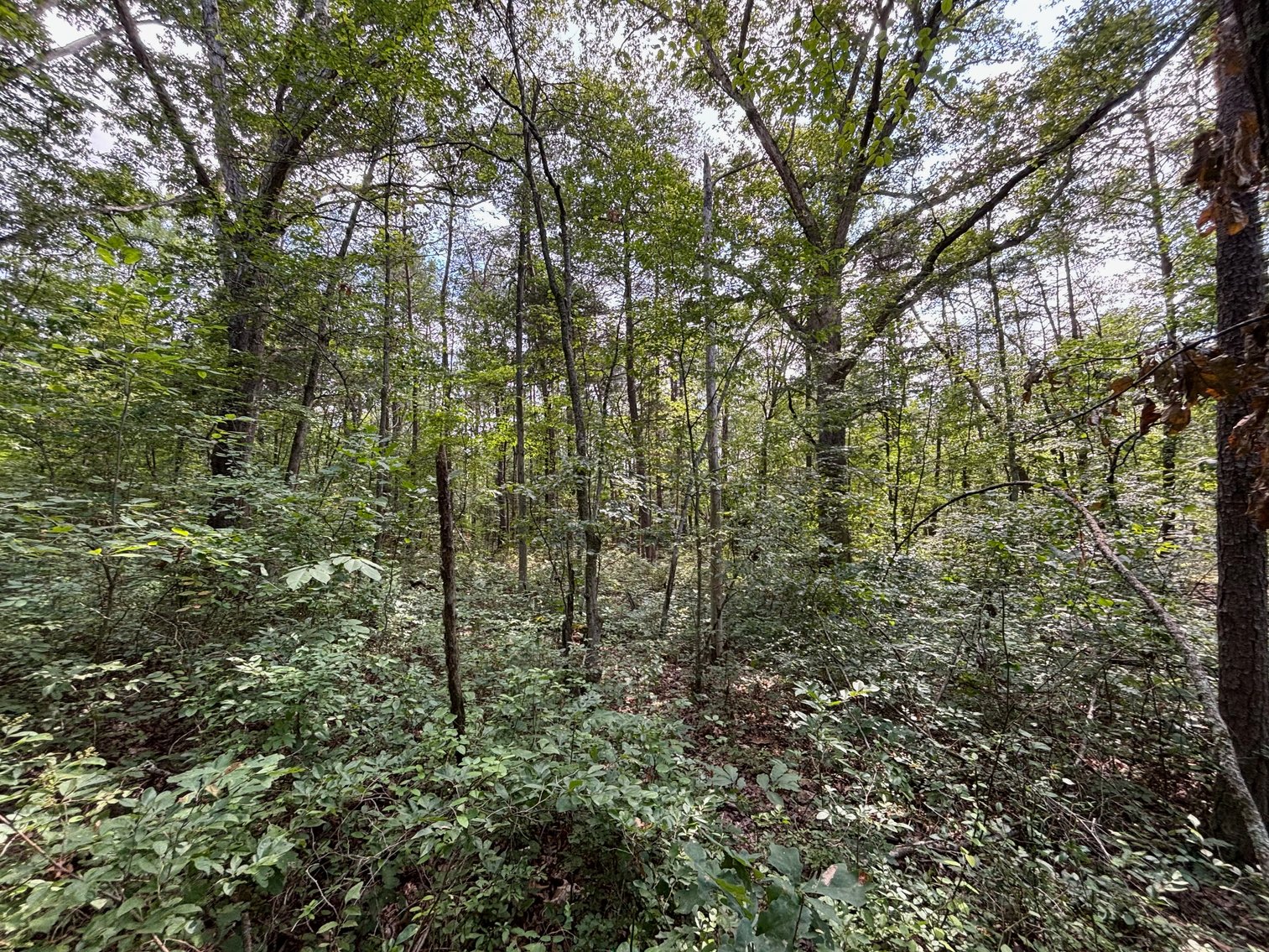 Image for 6.48 +/- Acre Land Parcel w/430' +/- of Passage Creek Frontage in Warren County, VA--ONLINE ONLY BIDDING!!