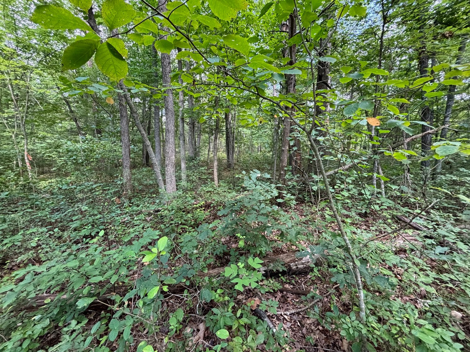 Image for 6.48 +/- Acre Land Parcel w/430' +/- of Passage Creek Frontage in Warren County, VA--ONLINE ONLY BIDDING!!