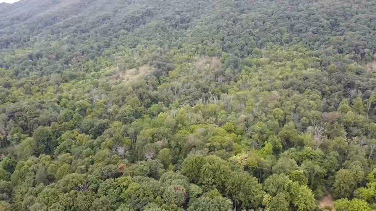 Image for 81 +/- Acre Land Parcel w/Spring House, Access Roads & Tons of Wildlife--Rockingham County, VA