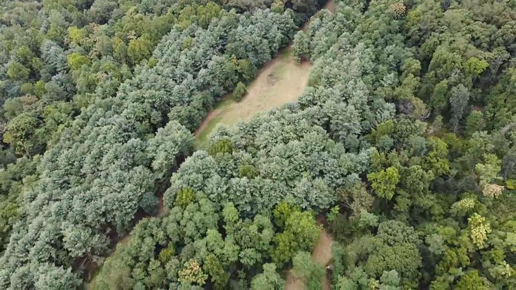 Image for 81 +/- Acre Land Parcel w/Spring House, Access Roads & Tons of Wildlife--Rockingham County, VA