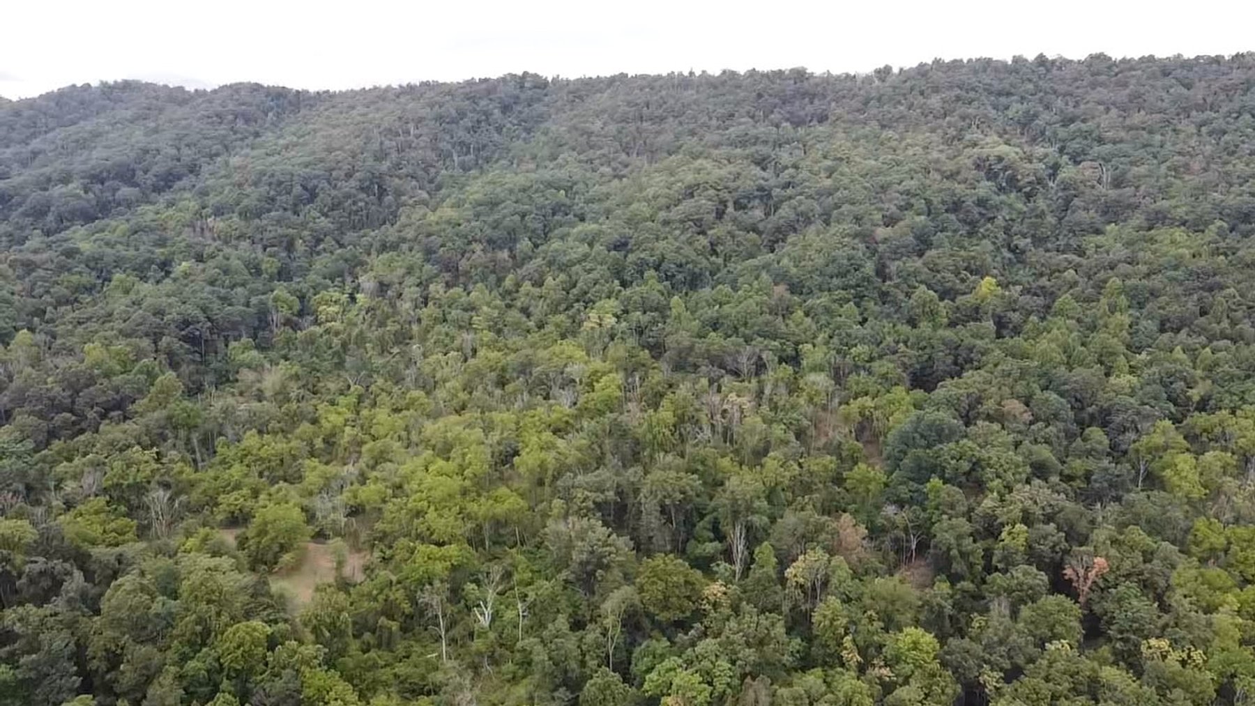 Image for 81 +/- Acre Land Parcel w/Spring House, Access Roads & Tons of Wildlife--Rockingham County, VA