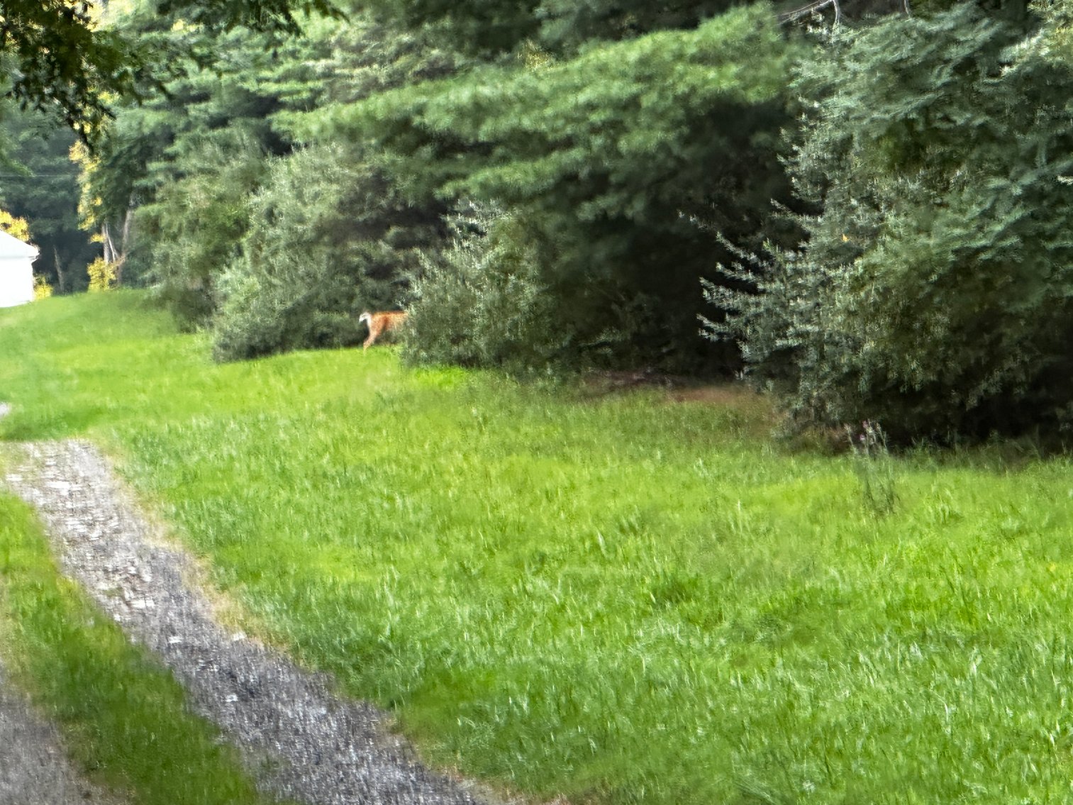 Image for 81 +/- Acre Land Parcel w/Spring House, Access Roads & Tons of Wildlife--Rockingham County, VA