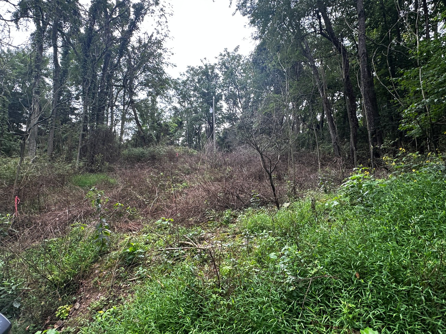 Image for 81 +/- Acre Land Parcel w/Spring House, Access Roads & Tons of Wildlife--Rockingham County, VA