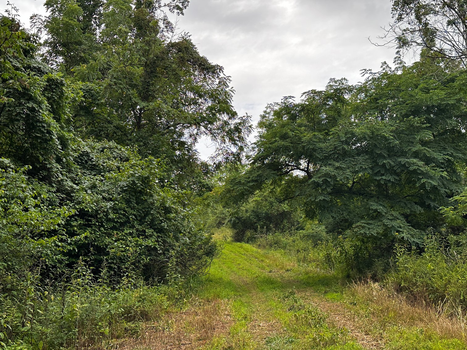 Image for 81 +/- Acre Land Parcel w/Spring House, Access Roads & Tons of Wildlife--Rockingham County, VA
