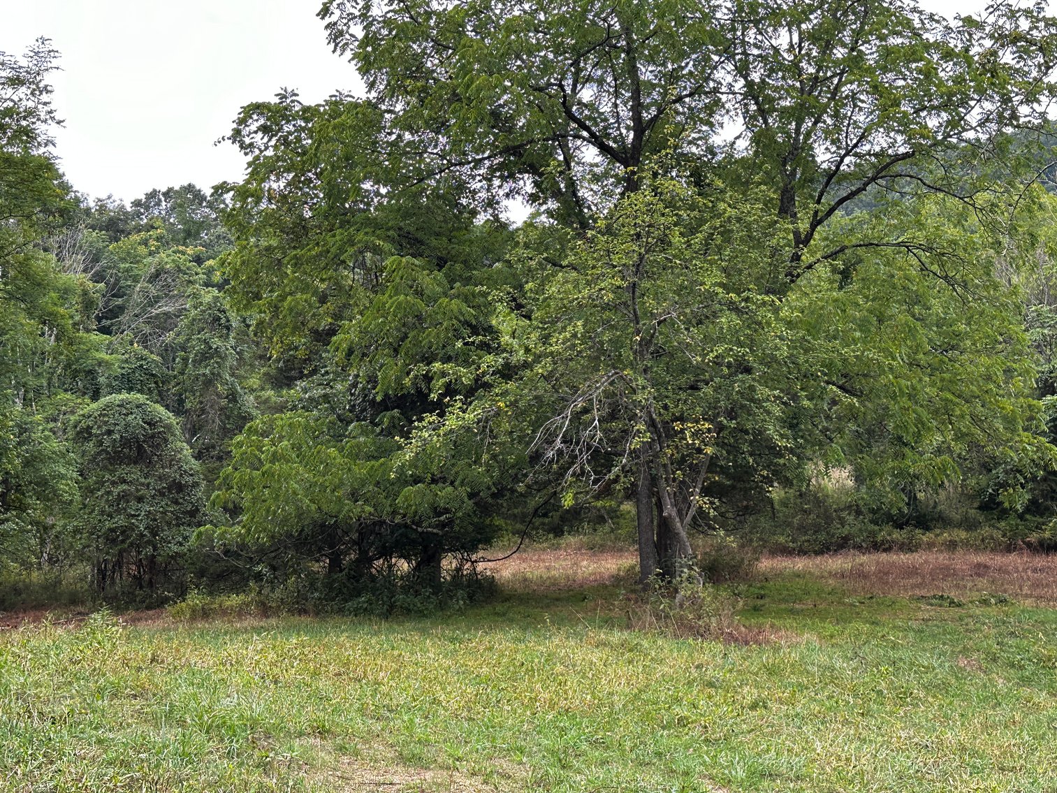 Image for 81 +/- Acre Land Parcel w/Spring House, Access Roads & Tons of Wildlife--Rockingham County, VA