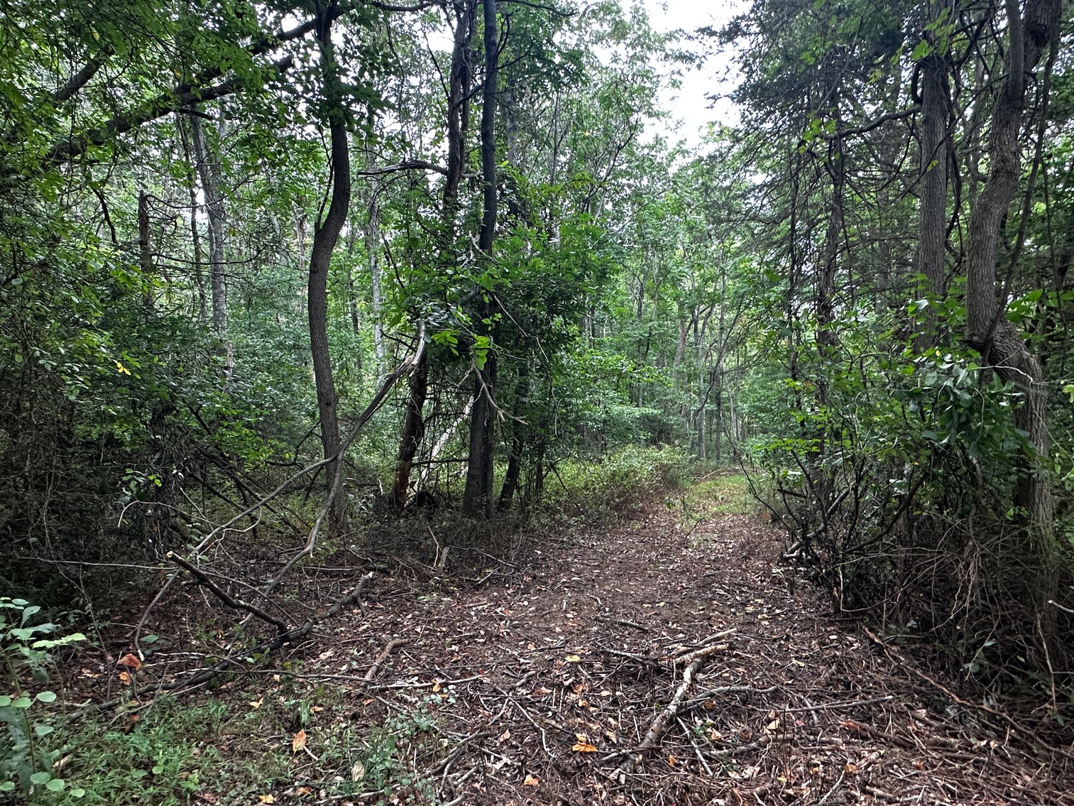 Image for 81 +/- Acre Land Parcel w/Spring House, Access Roads & Tons of Wildlife--Rockingham County, VA