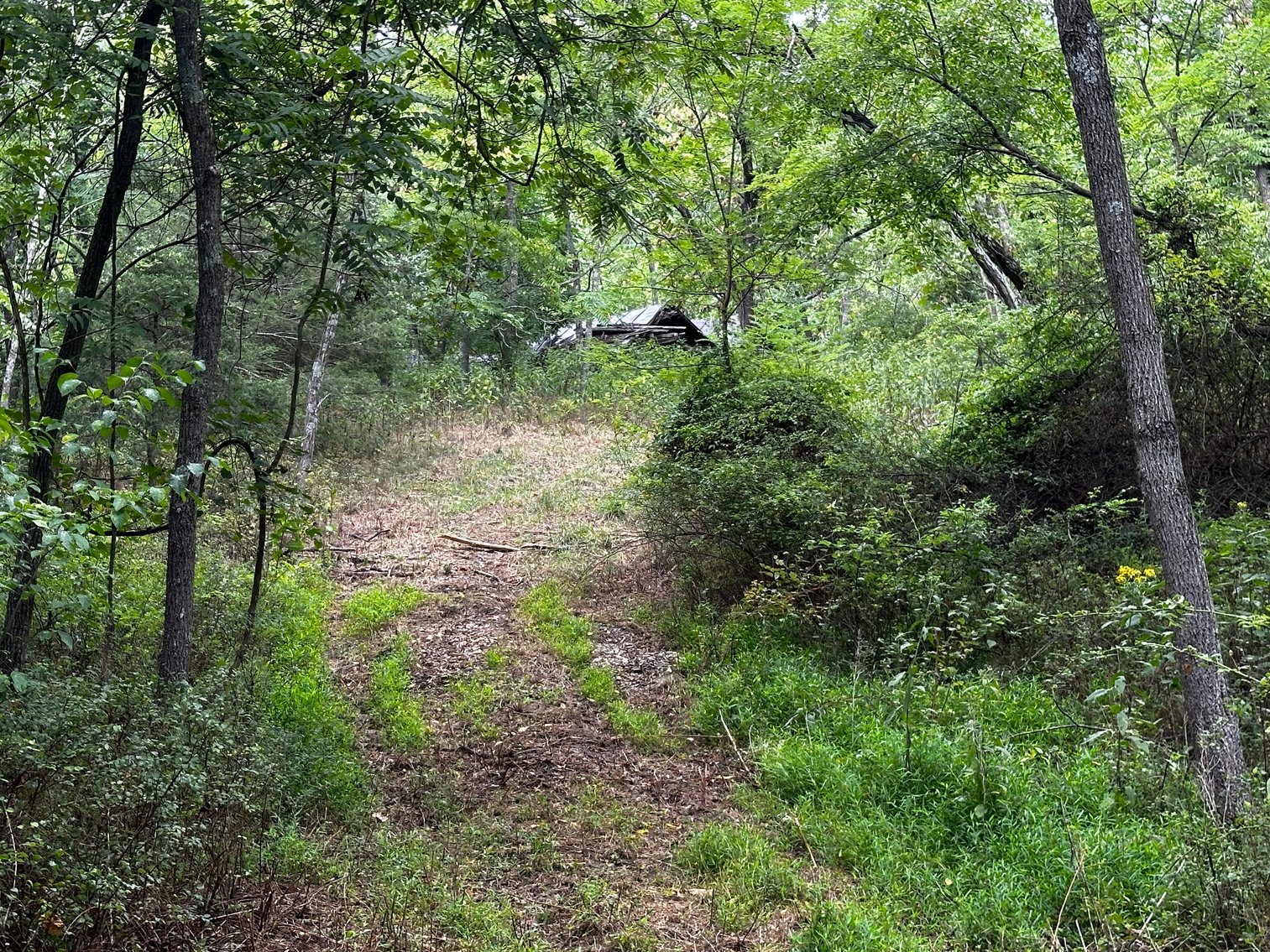 Image for 81 +/- Acre Land Parcel w/Spring House, Access Roads & Tons of Wildlife--Rockingham County, VA
