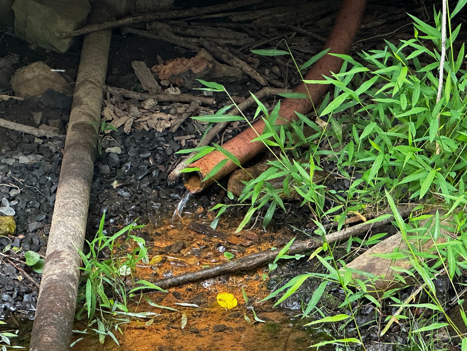 Image for 81 +/- Acre Land Parcel w/Spring House, Access Roads & Tons of Wildlife--Rockingham County, VA