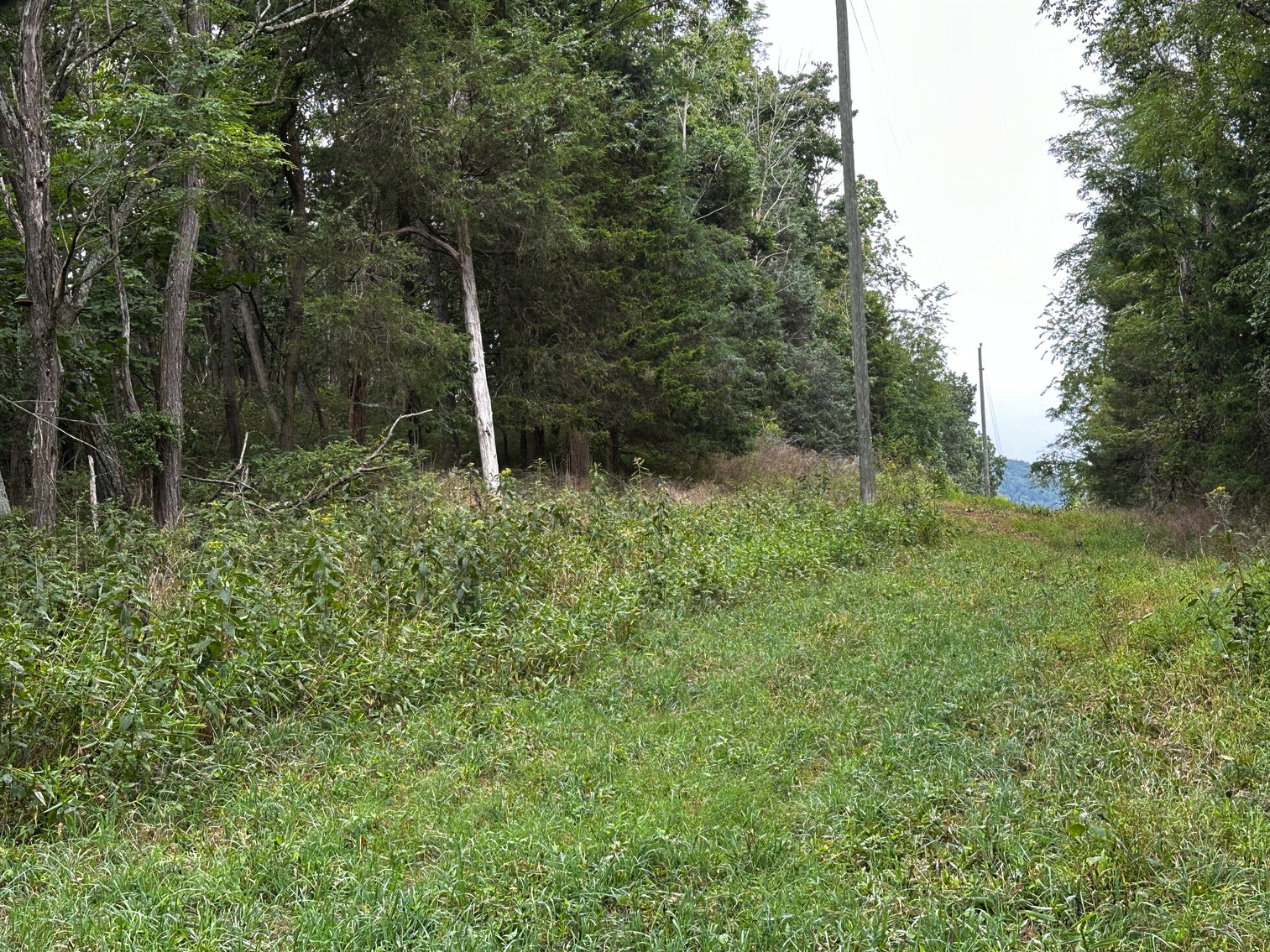 Image for 81 +/- Acre Land Parcel w/Spring House, Access Roads & Tons of Wildlife--Rockingham County, VA