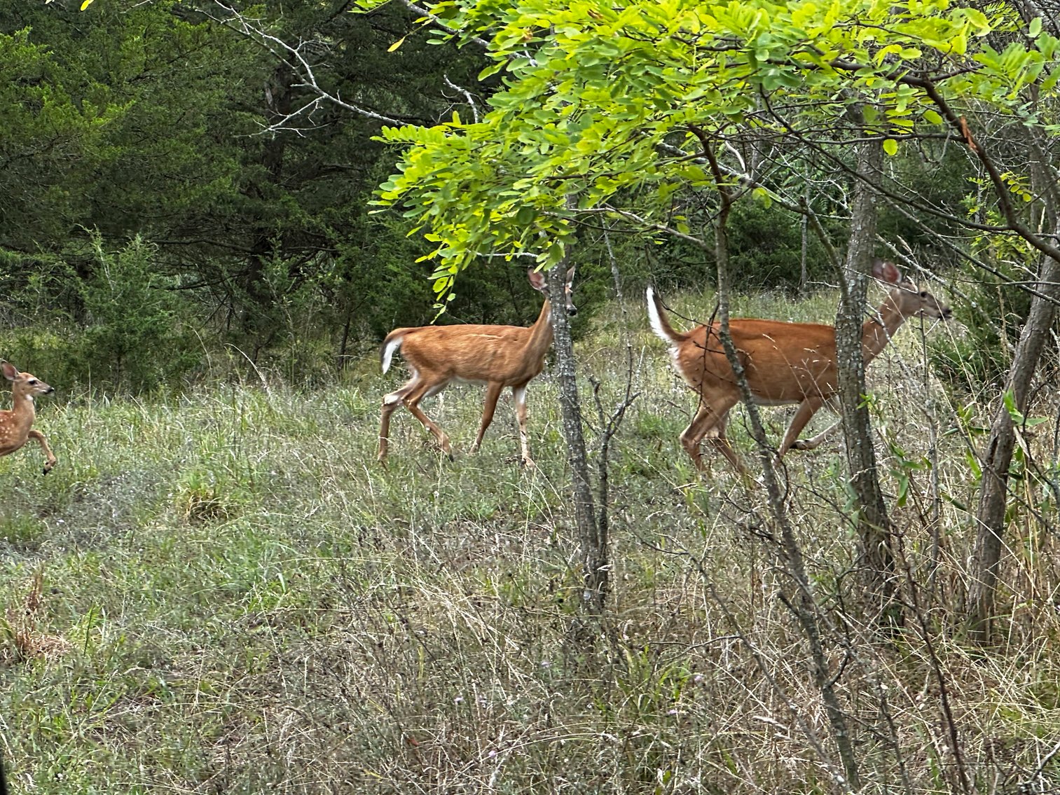 Image for 81 +/- Acre Land Parcel w/Spring House, Access Roads & Tons of Wildlife--Rockingham County, VA