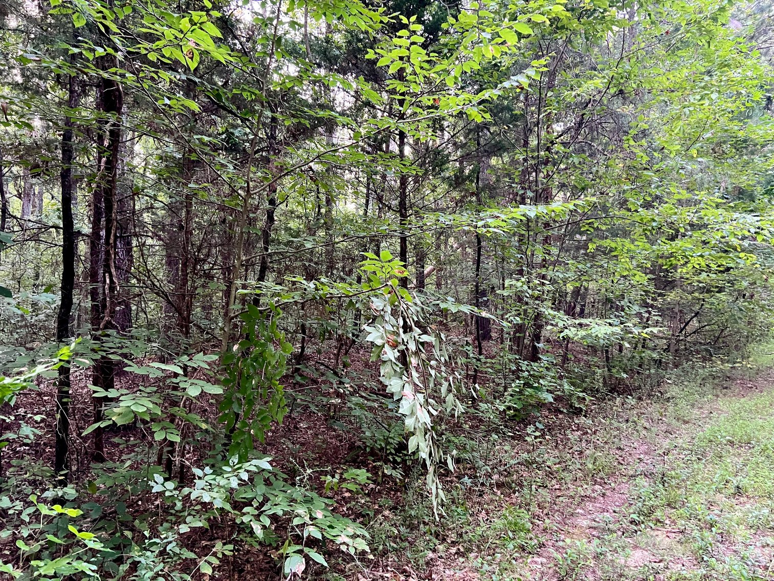 Image for 14 +/- Acre Wooded Parcel/Building Lot in Prince Edward County, VA--SELLING to the HIGHEST BIDDER via ONLINE ONLY BIDDING!!