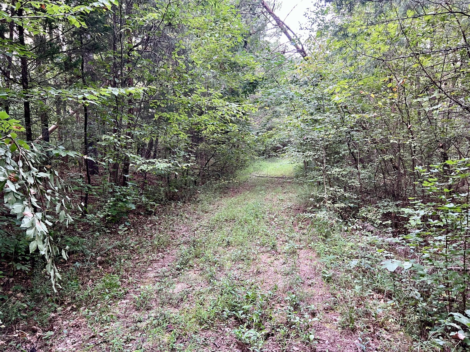 Image for 14 +/- Acre Wooded Parcel/Building Lot in Prince Edward County, VA--SELLING to the HIGHEST BIDDER via ONLINE ONLY BIDDING!!