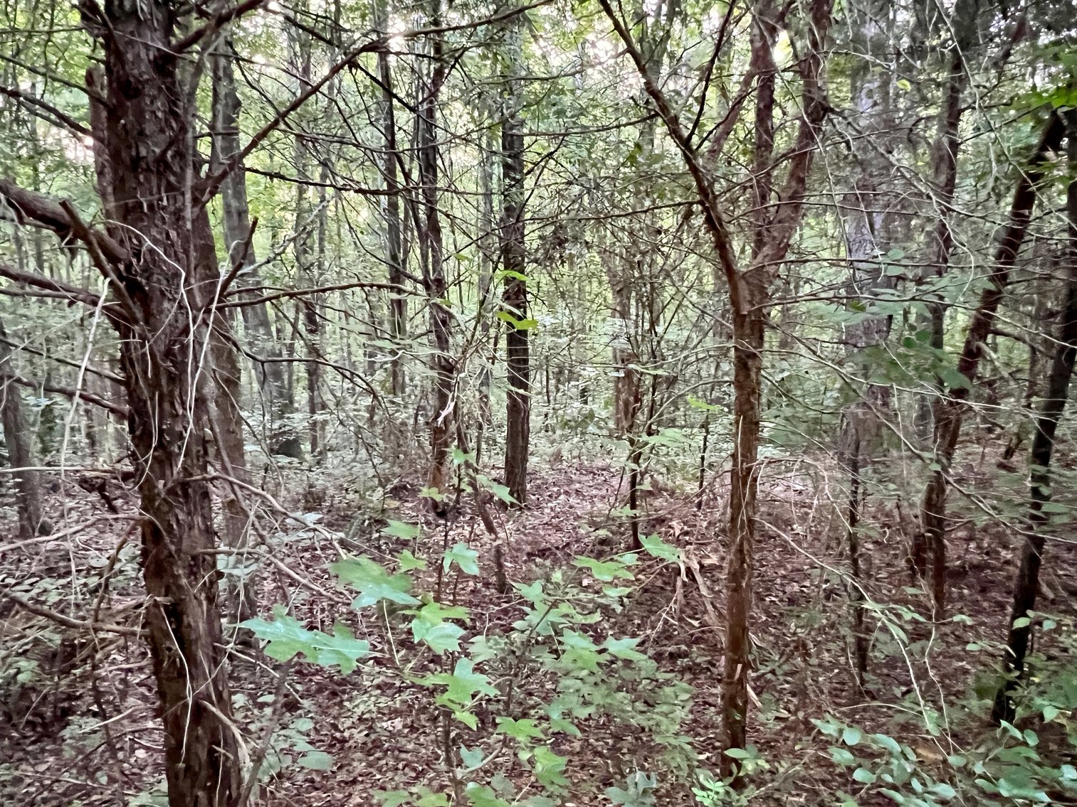 Image for 14 +/- Acre Wooded Parcel/Building Lot in Prince Edward County, VA--SELLING to the HIGHEST BIDDER via ONLINE ONLY BIDDING!!
