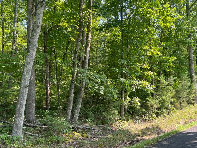 Image for 65.66 +/- Acre Wooded Land Parcel w/460' +/- of Road Frontage & Future Potential Division Rights in Culpeper County, VA--ONLINE ONLY BIDDING!!
