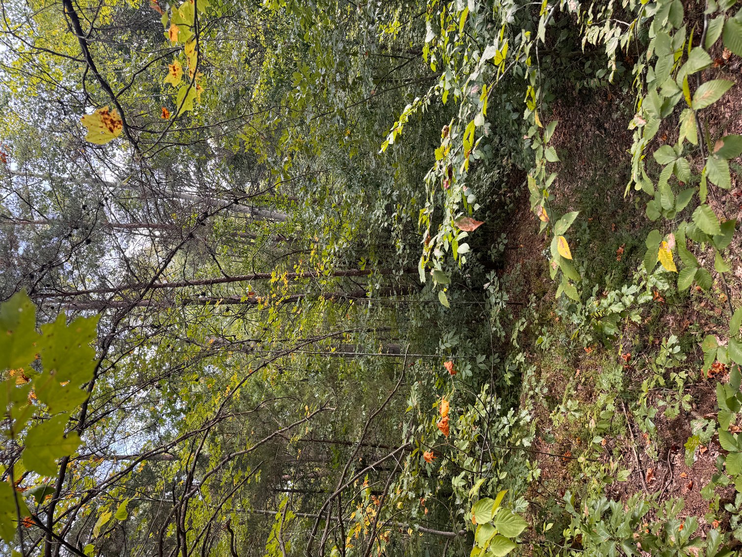 Image for 18.7 +/- Acres of Wooded Land w/530' +/- of Road Frontage in North Stafford County, VA--ONLINE ONLY BIDDING!!