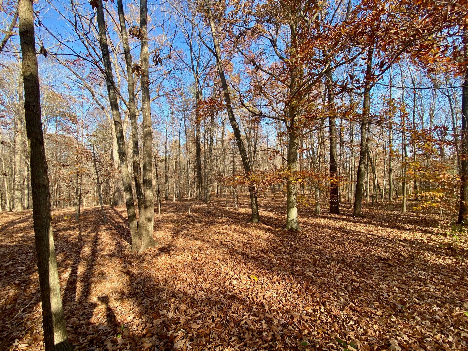 Image for 3 BR/3.5 BA Custom Home w/Walk-Out Basement, Large Shop/Garage & More on 7.6 +/- Acres in Orange County, VA