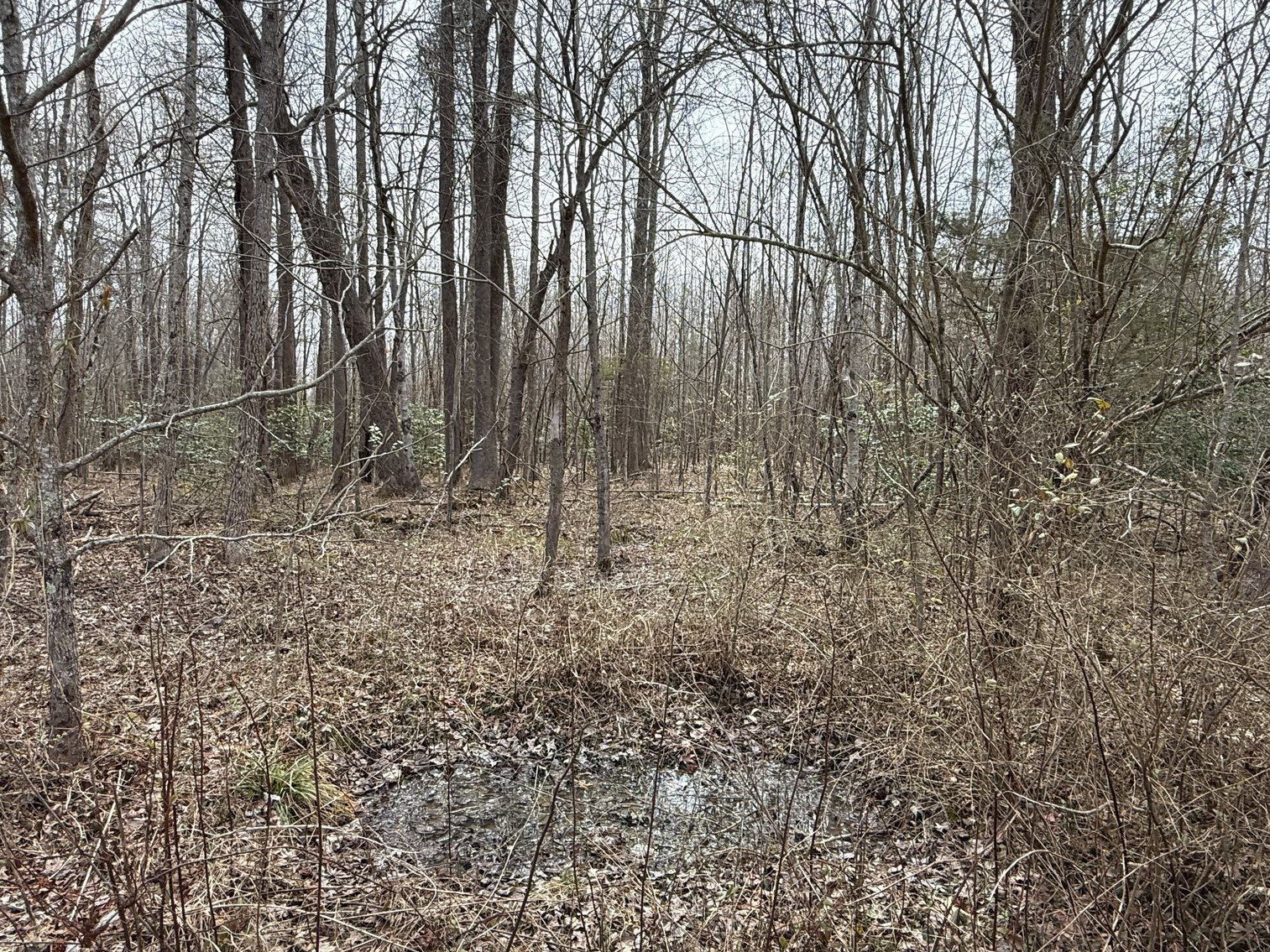 Image for 15.12 +/- Acre Estate Building Lot in Spotsylvania County, VA-- SELLING to the HIGHEST BIDDER via ONLINE ONLY BIDDING!!