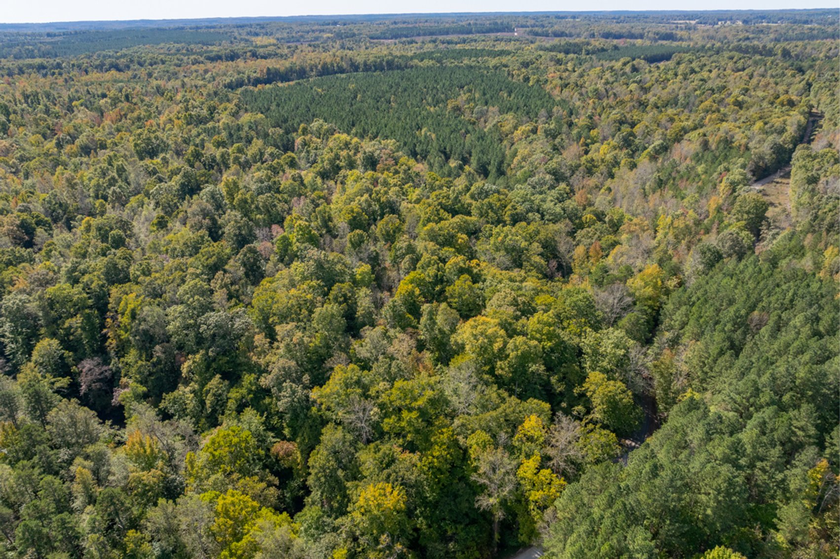 Image for 102 +/- Acre Timber Tract w/Large Amount of Frontage on 2 Roads--Lunenburg County, VA