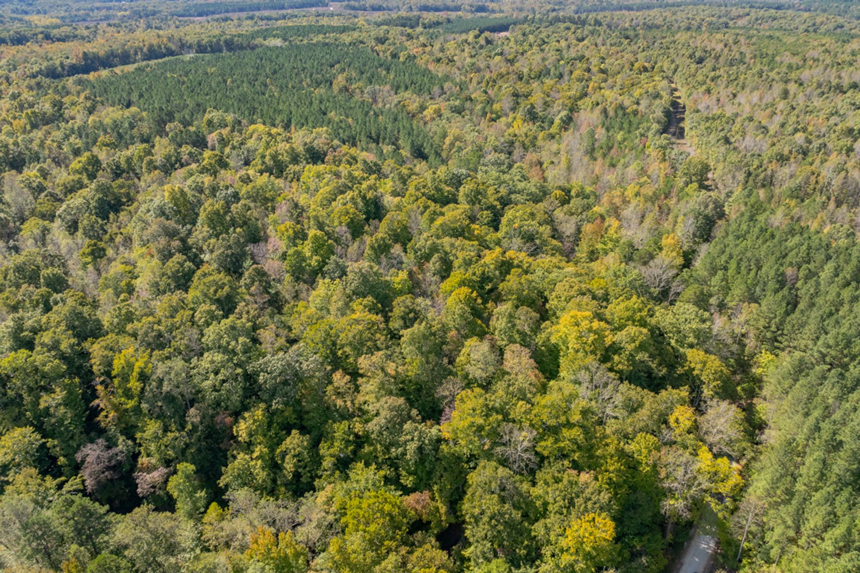 Image for 102 +/- Acre Timber Tract w/Large Amount of Frontage on 2 Roads--Lunenburg County, VA