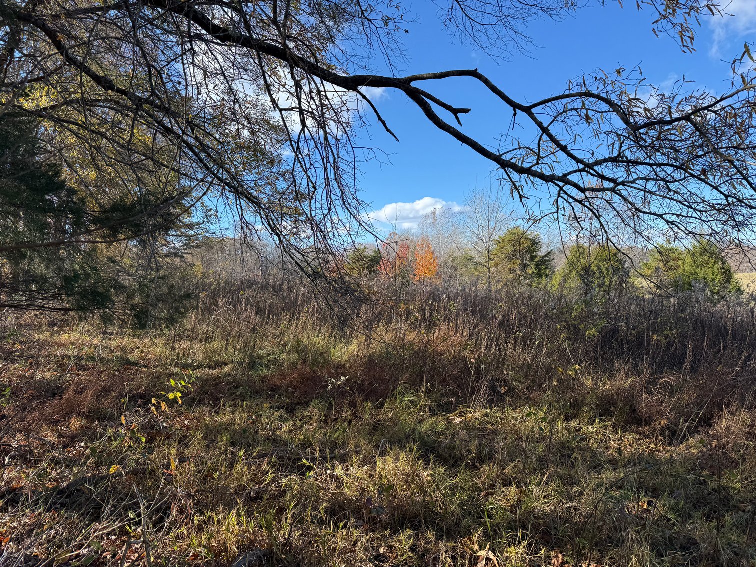 Image for 5.2 +/- Acre Mostly Wooded Building/Estate Lot in Orange County, VA--SELLING to the HIGHEST BIDDER via ONLINE ONLY BIDDING!!