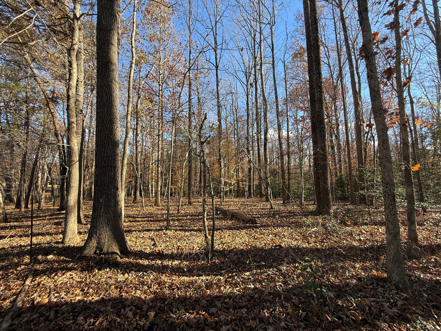 Image for 5.2 +/- Acre Mostly Wooded Building/Estate Lot in Orange County, VA--SELLING to the HIGHEST BIDDER via ONLINE ONLY BIDDING!!
