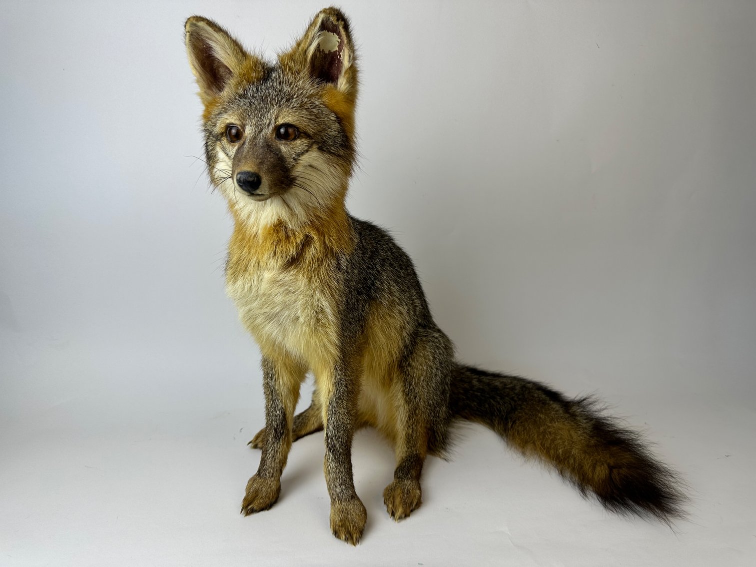 Image for March Signature Series online auction