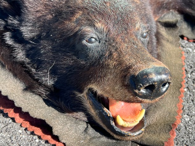 Image for JUNE BUG AUCTION