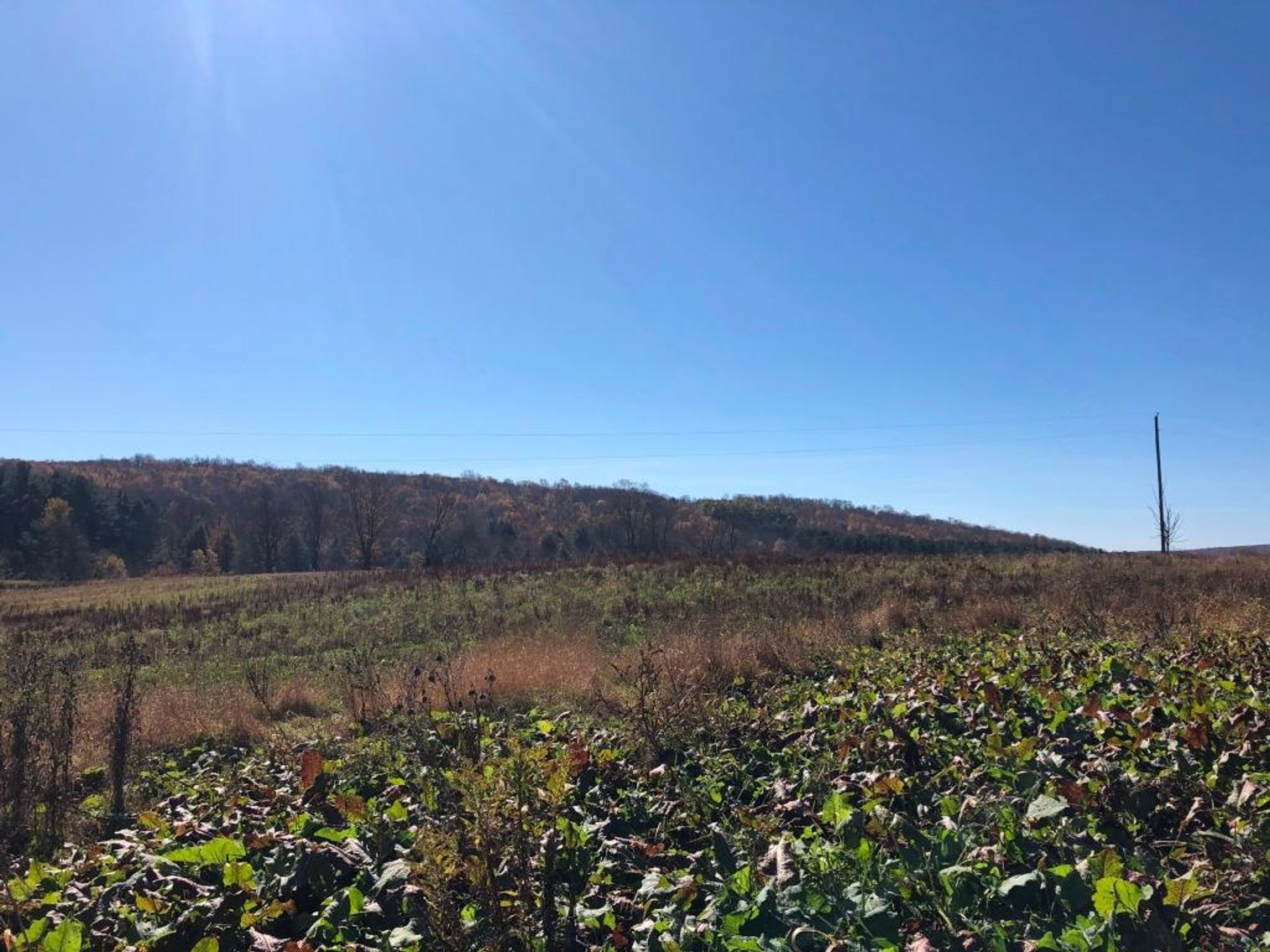 Image for Live and Online Land Auction: Lycoming County, PA