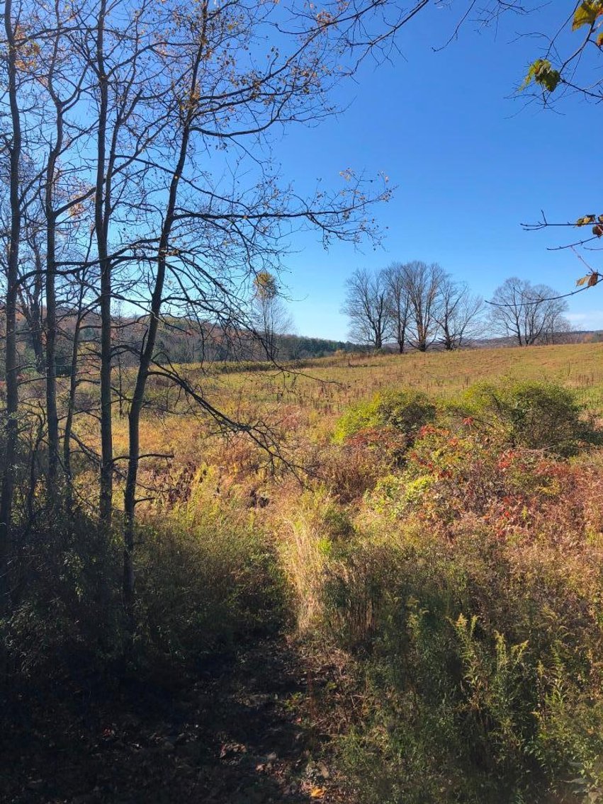 Image for Live and Online Land Auction: Lycoming County, PA