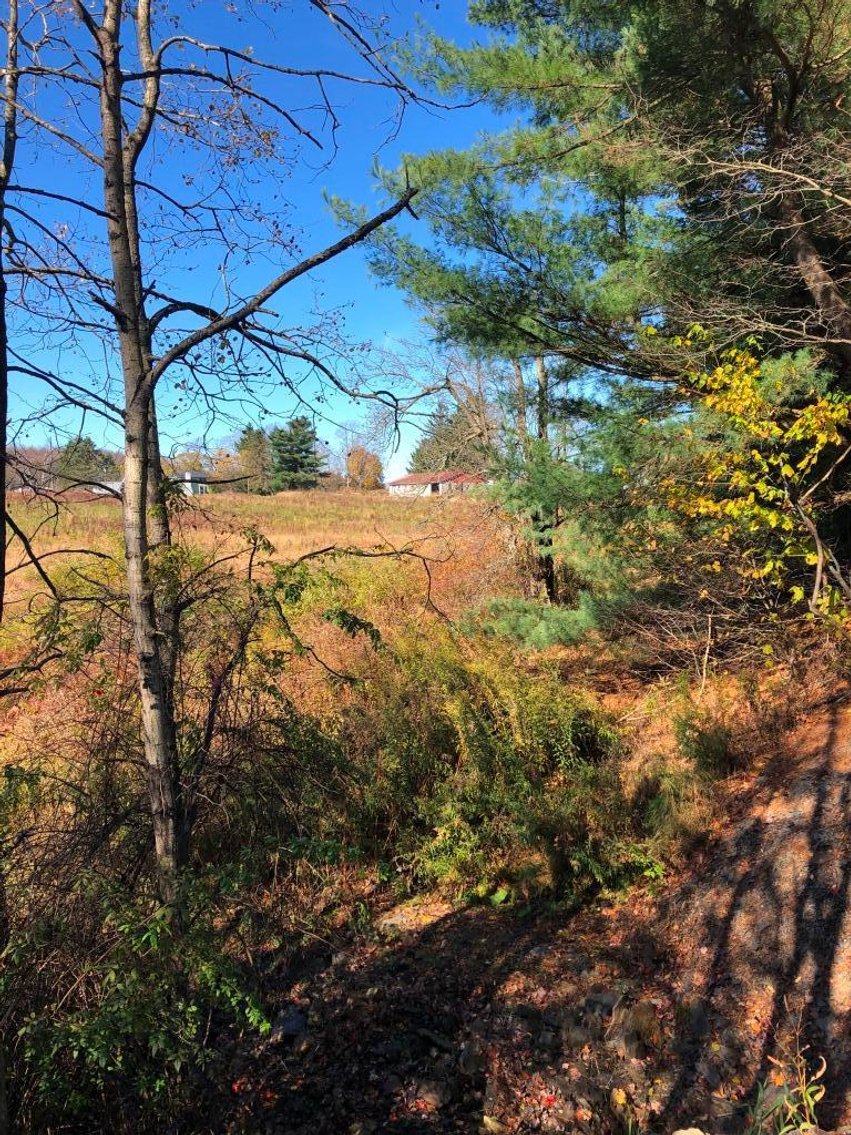 Image for Live and Online Land Auction: Lycoming County, PA