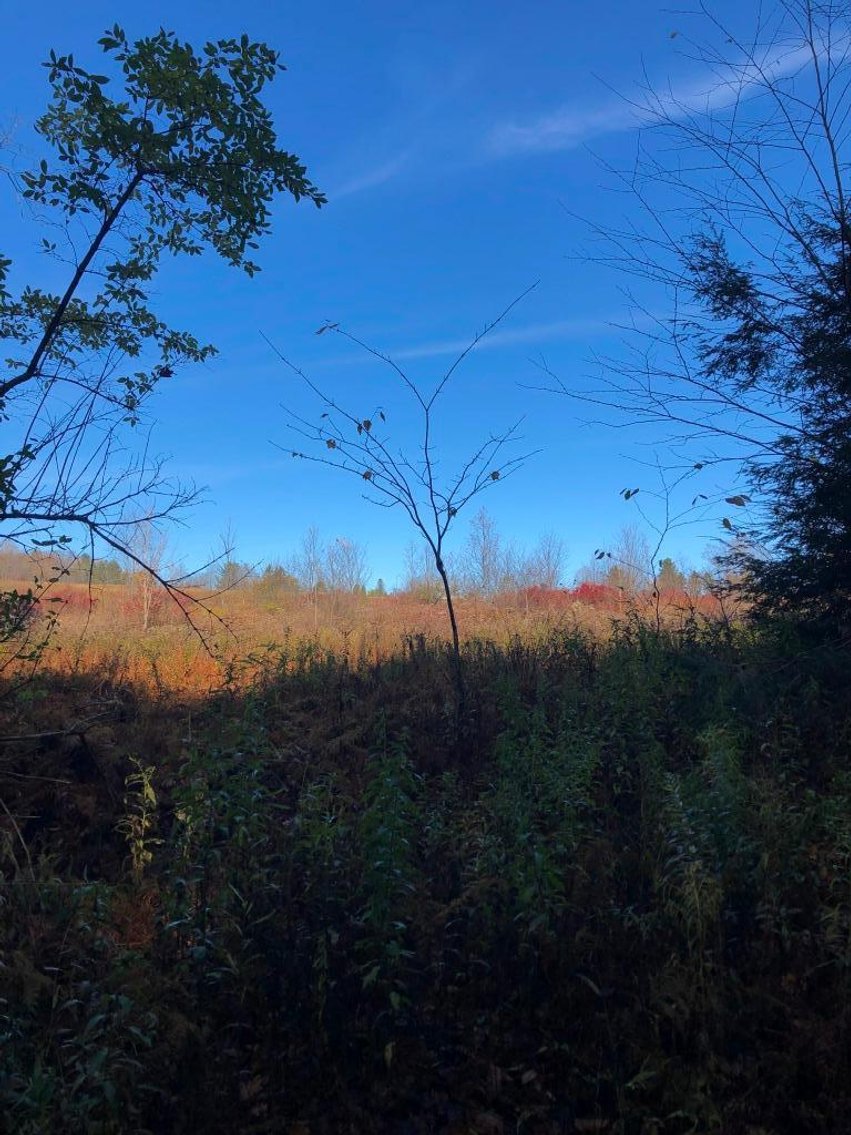 Image for Live and Online Land Auction: Lycoming County, PA