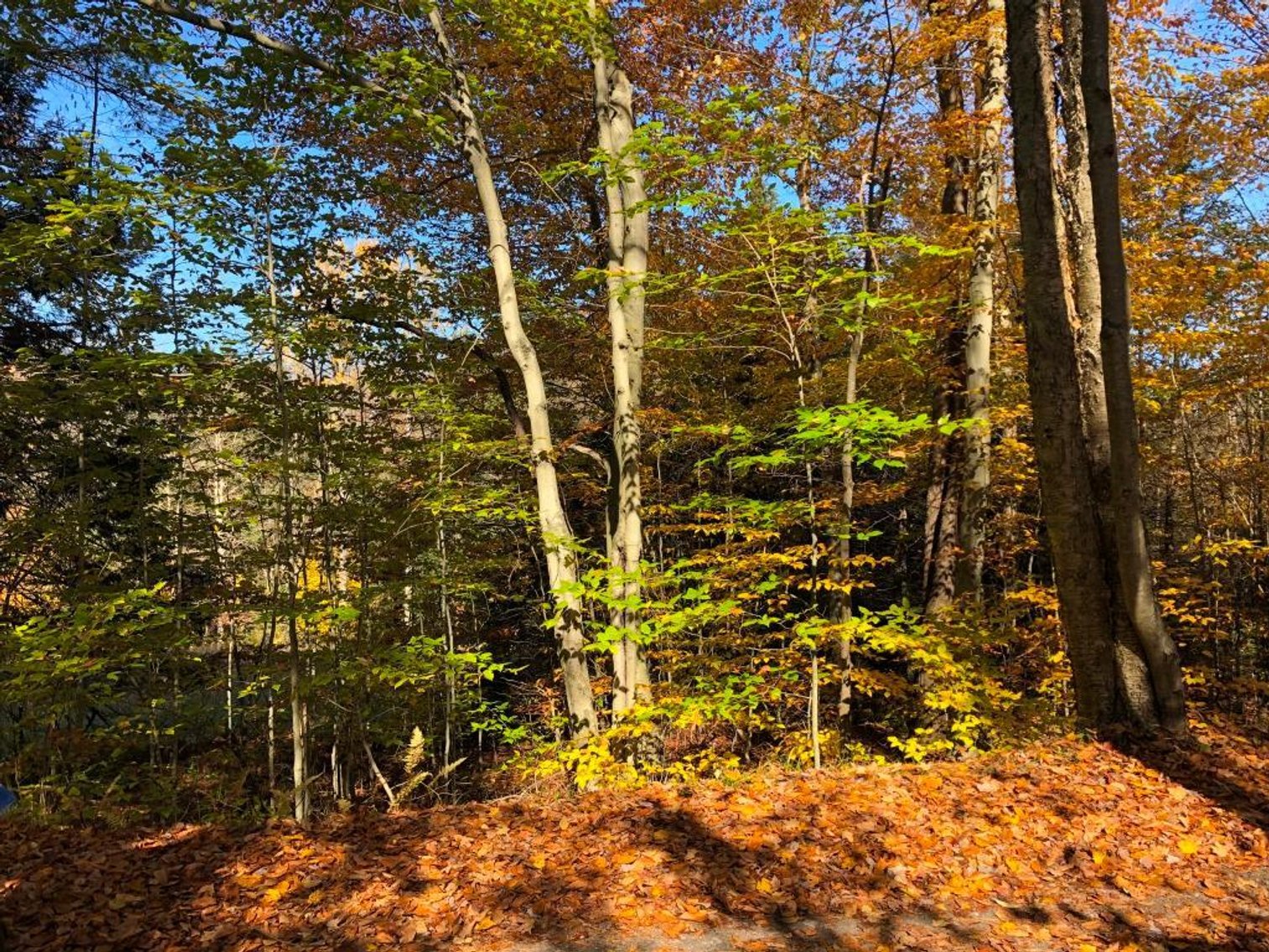 Image for Live and Online Land Auction: Lycoming County, PA