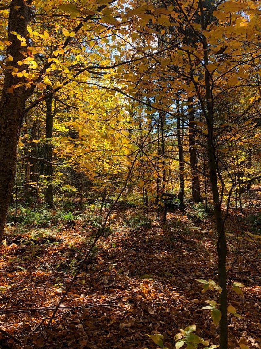 Image for Live and Online Land Auction: Lycoming County, PA