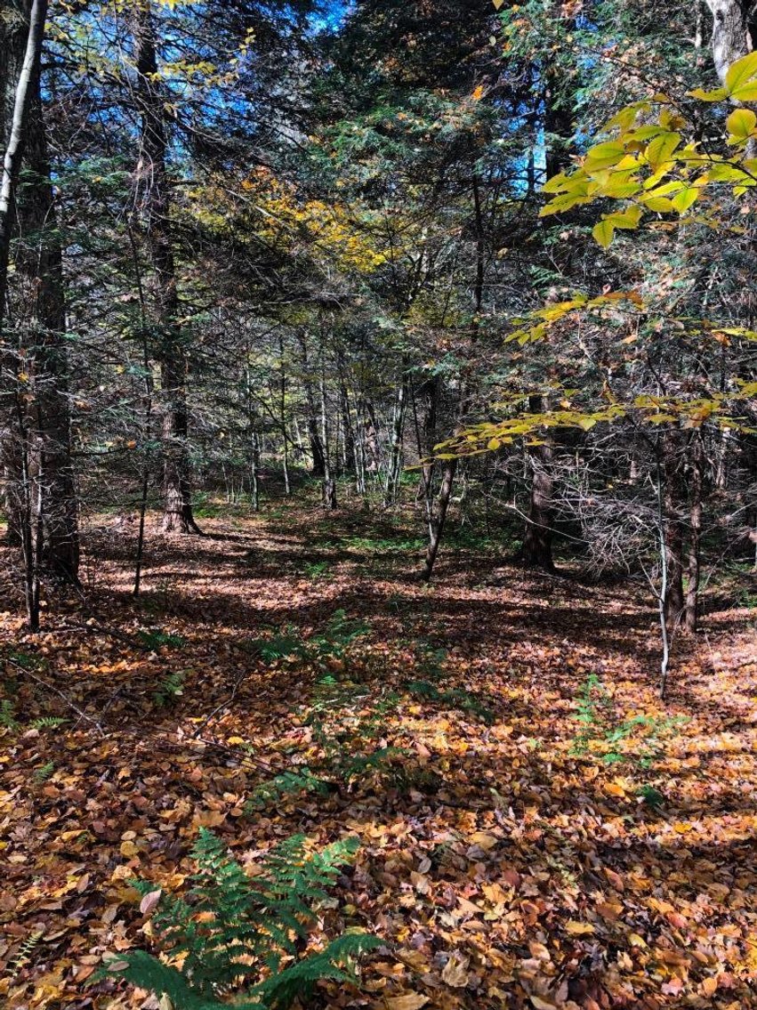 Image for Live and Online Land Auction: Lycoming County, PA