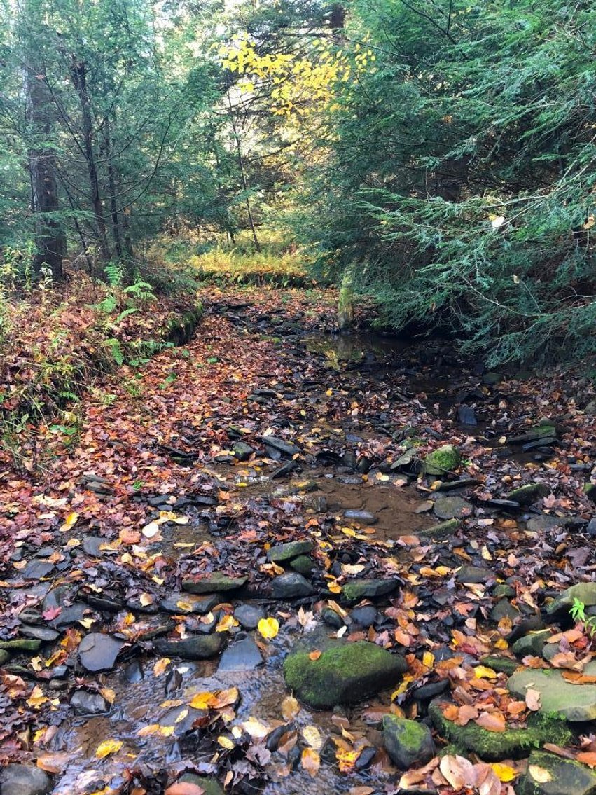 Image for Live and Online Land Auction: Lycoming County, PA