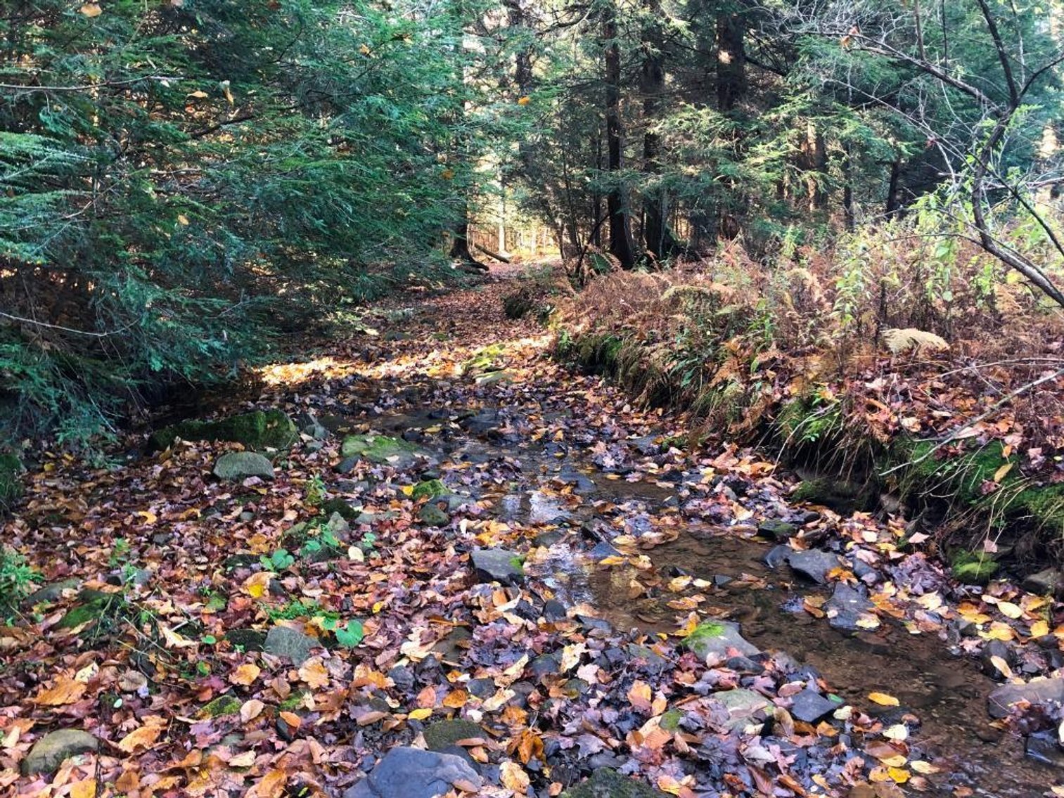 Image for Live and Online Land Auction: Lycoming County, PA