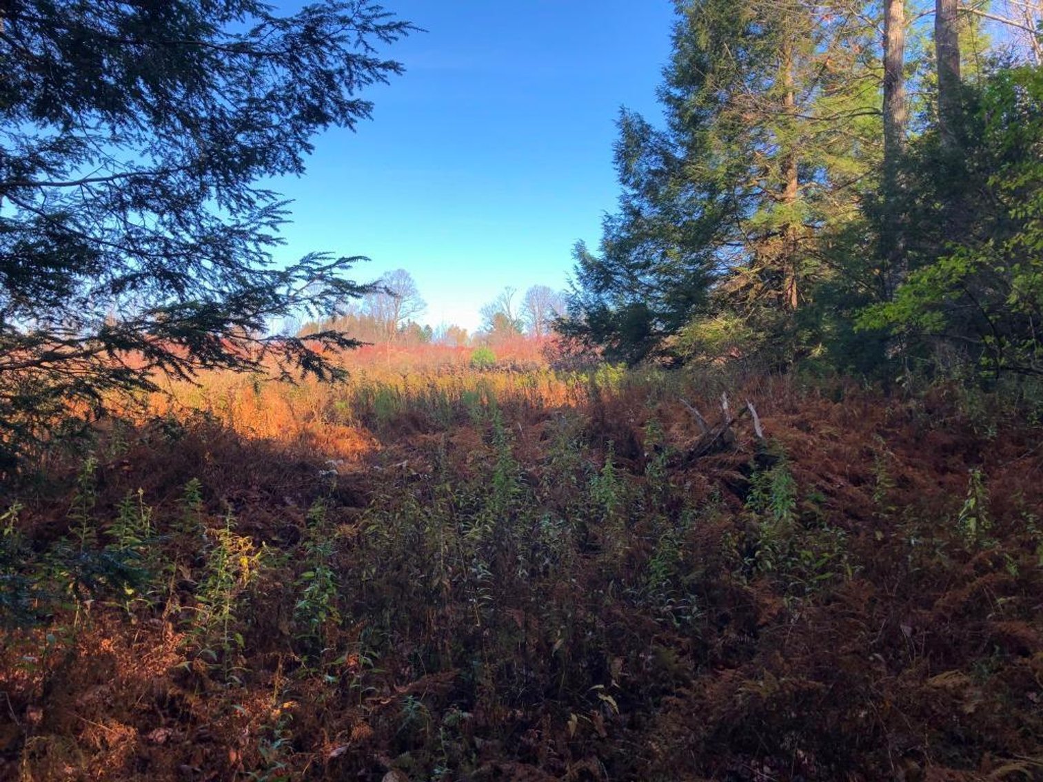 Image for Live and Online Land Auction: Lycoming County, PA