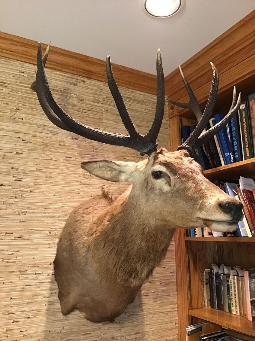 Image for Red Stag Mount Taxidermy