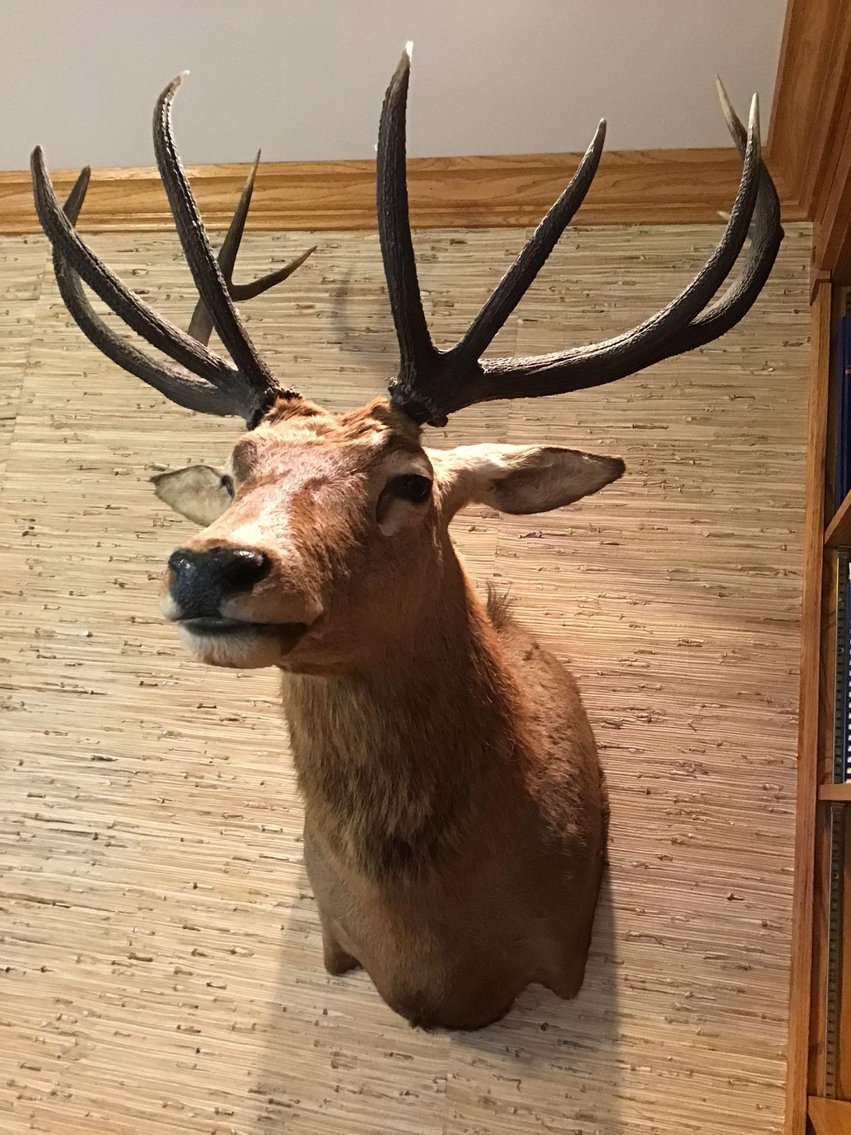 Image for Red Stag Mount Taxidermy