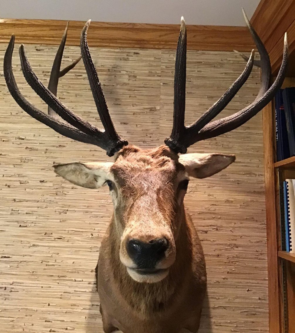 Image for Red Stag Mount Taxidermy