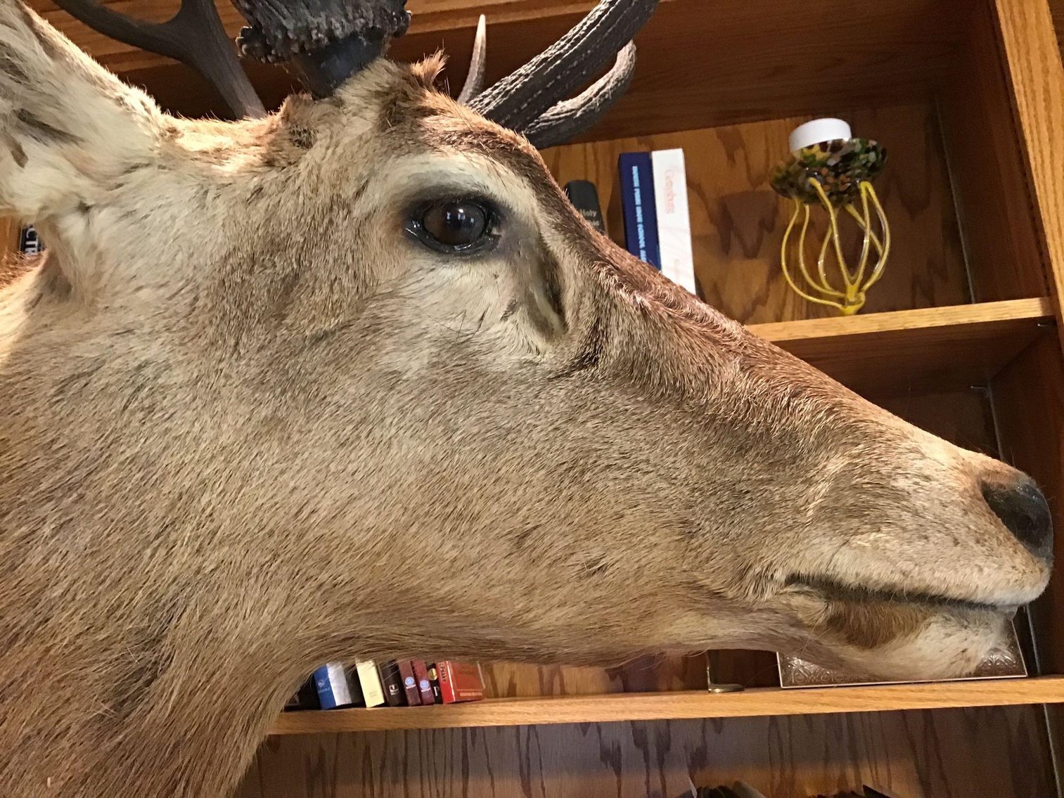 Image for Red Stag Mount Taxidermy