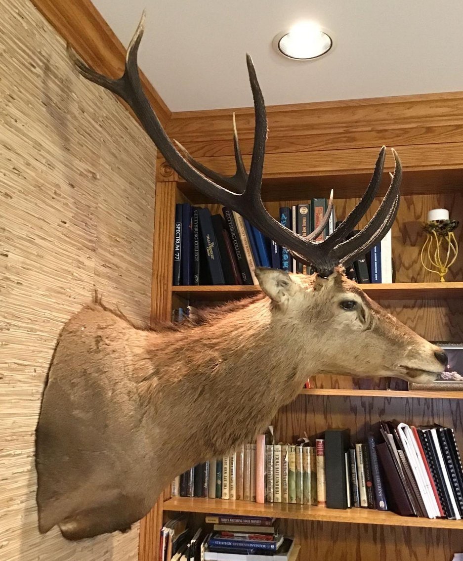Image for Red Stag Mount Taxidermy
