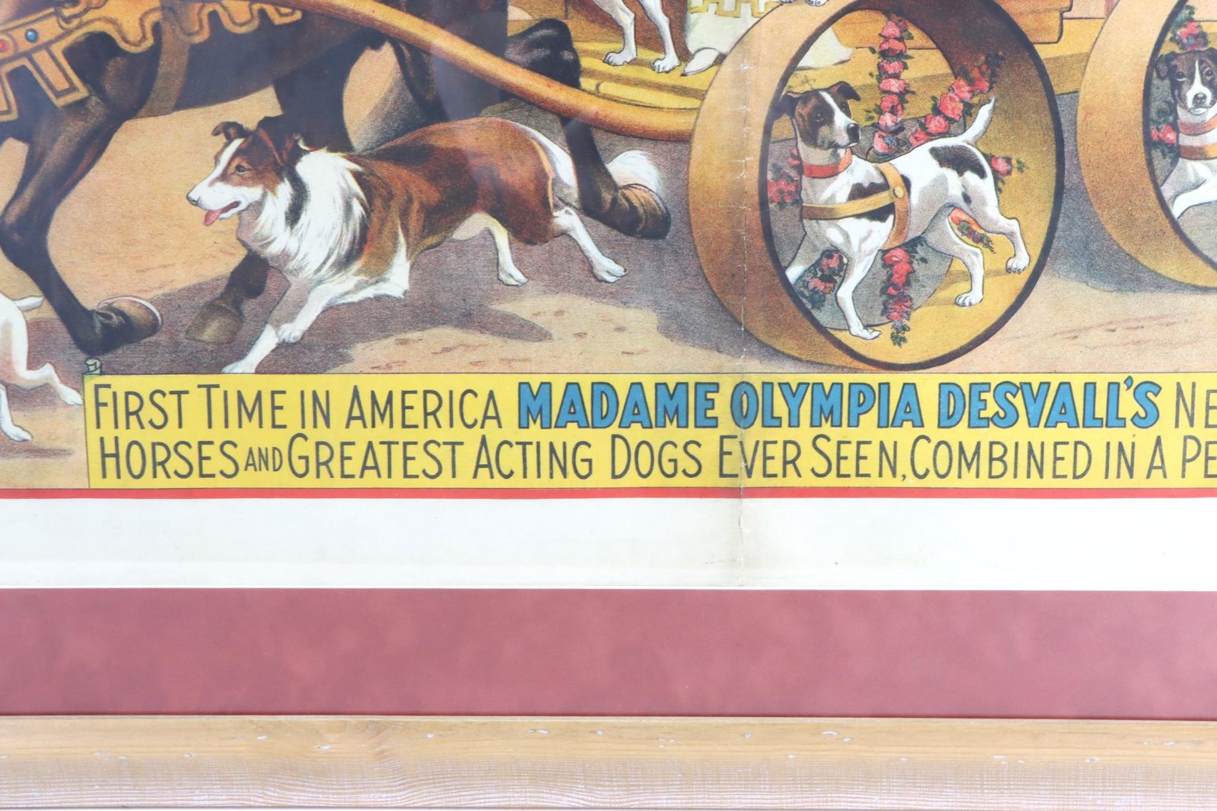 Image for Barnum & Bailey - Madame Olympia Desvall Circus Poster