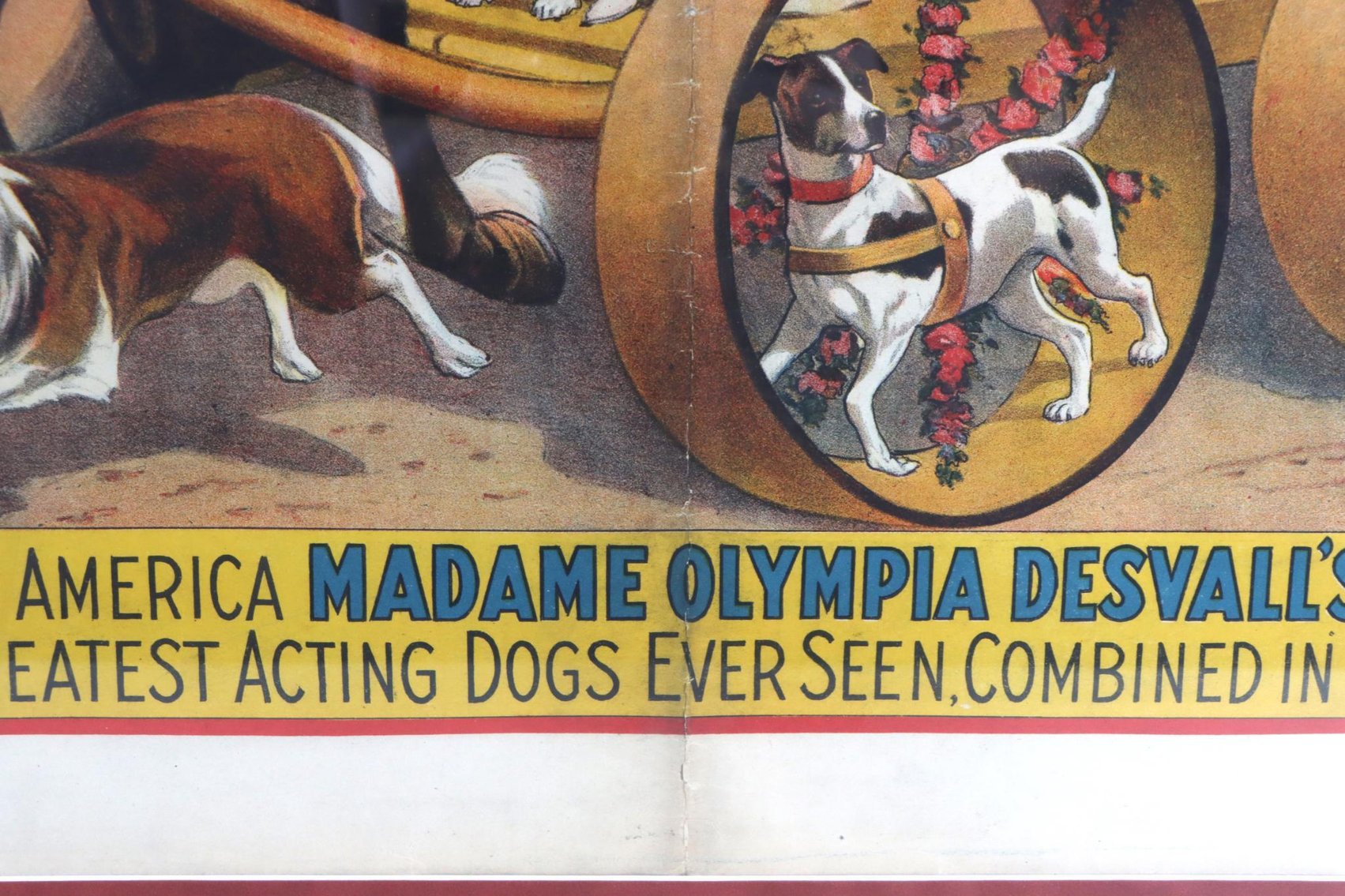Image for Barnum & Bailey - Madame Olympia Desvall Circus Poster