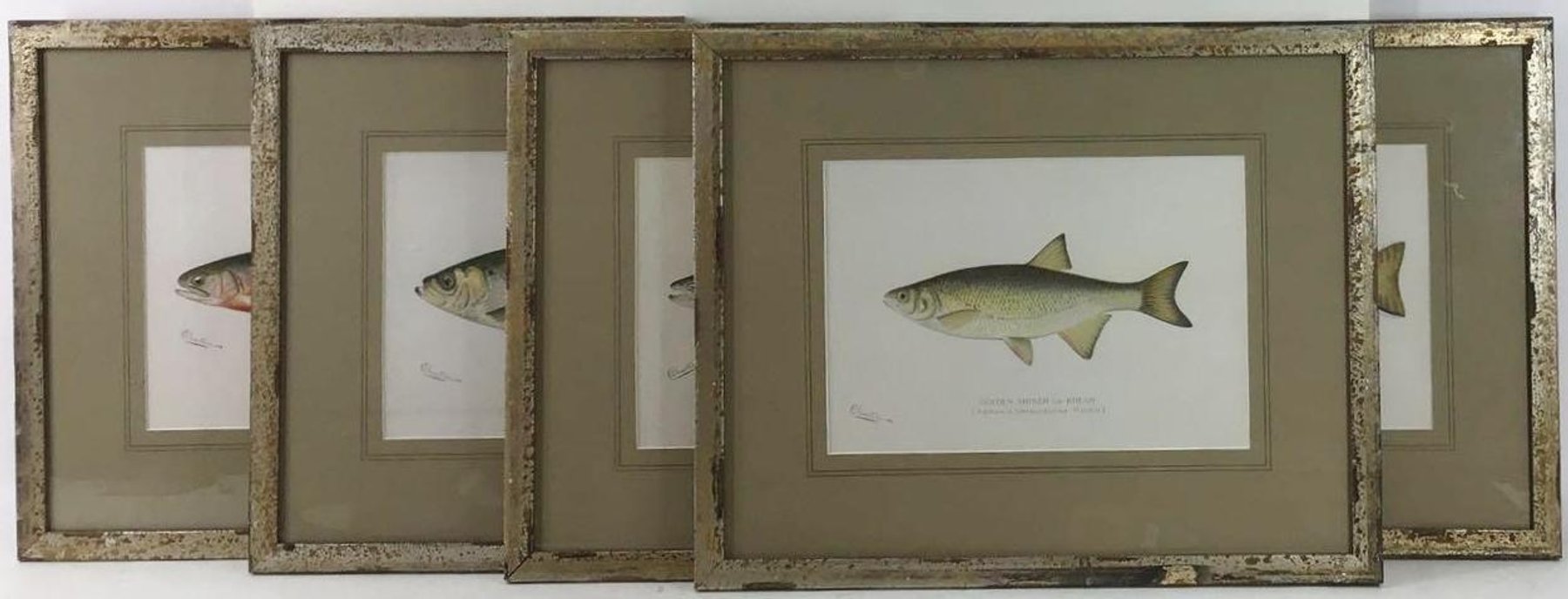 Image for Sherman Foote Denton (1856 - 1907)