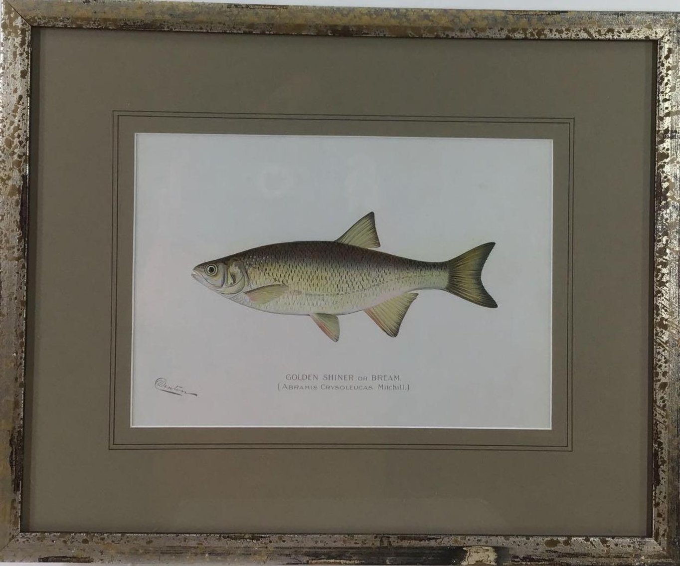 Image for Sherman Foote Denton (1856 - 1907)