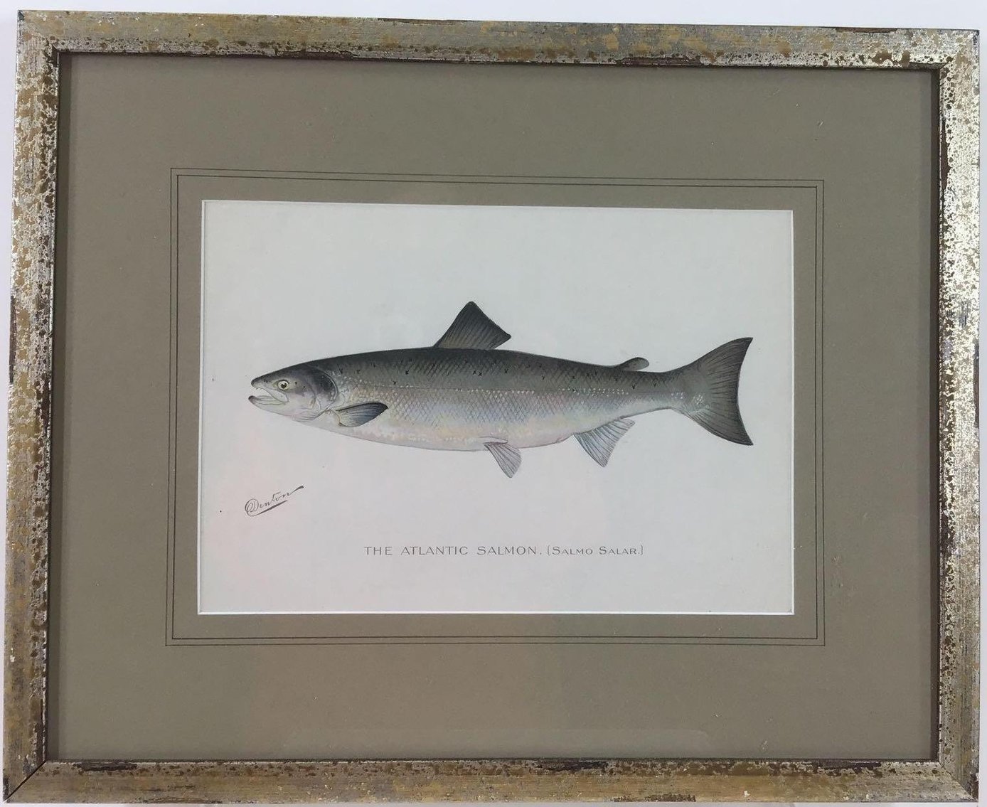 Image for Sherman Foote Denton (1856 - 1907)