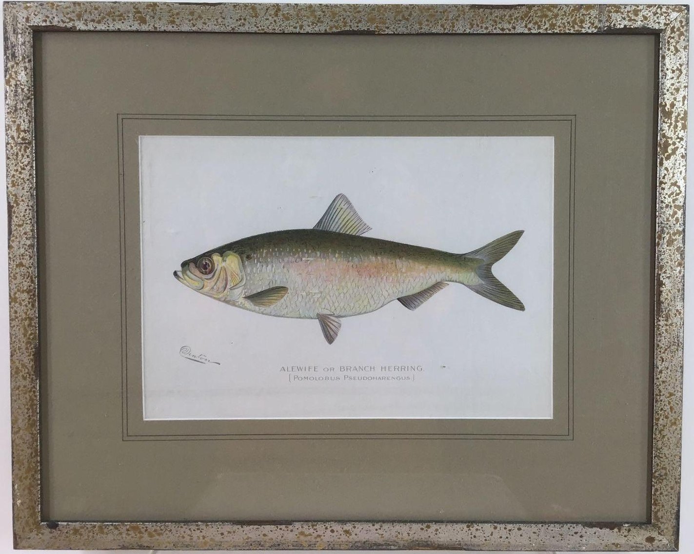 Image for Sherman Foote Denton (1856 - 1907)