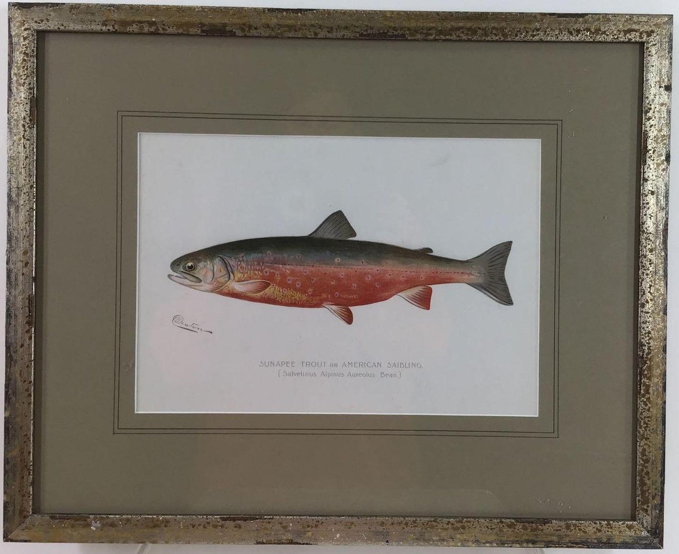 Image for Sherman Foote Denton (1856 - 1907)